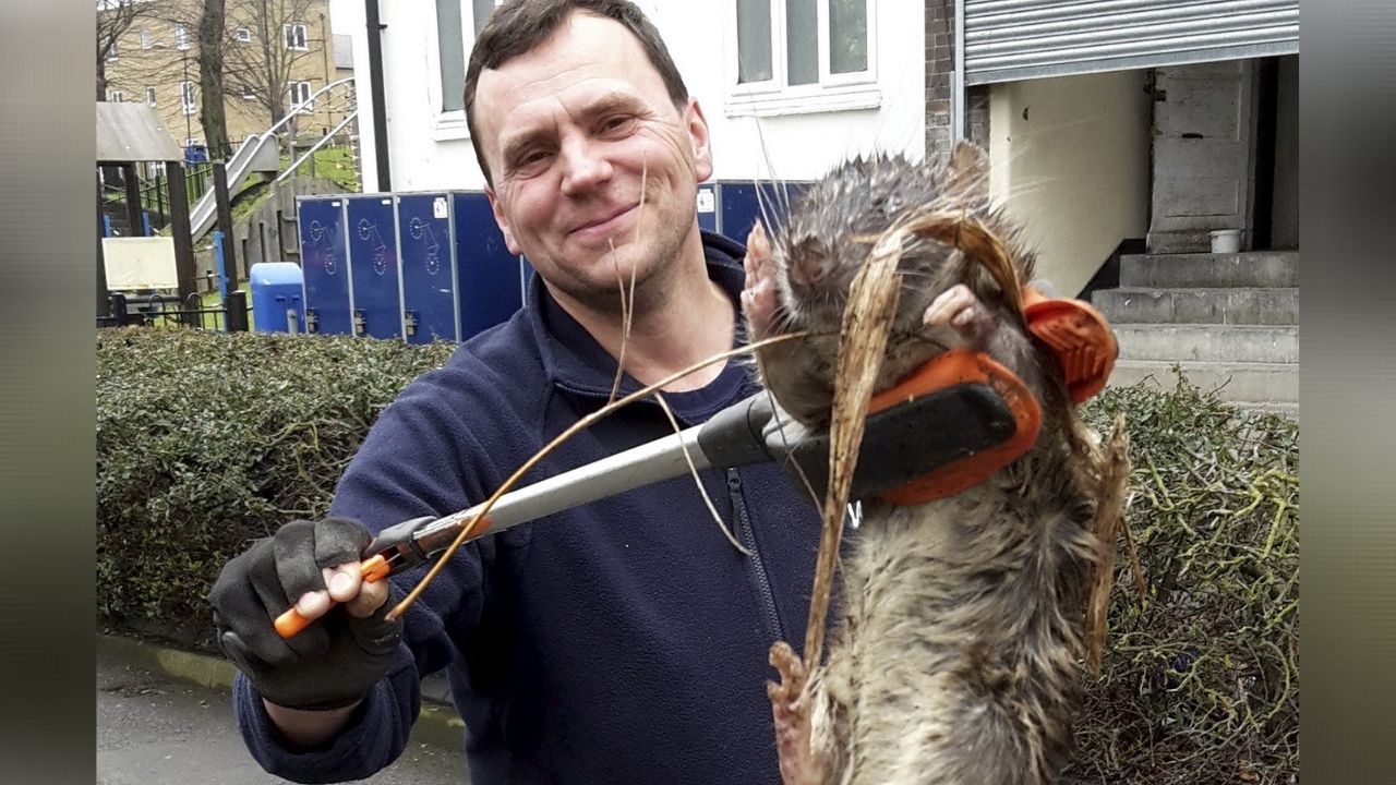 Enganou até a imprensa: A verdade por trás da foto da ratazana gigante de Londres