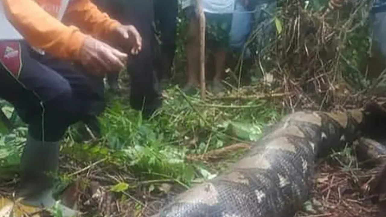 Na Indonésia, barriga inchada de cobra revela corpo de mulher desaparecida