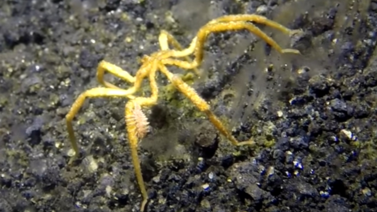 Cientistas descobrem que aranhas-do-mar podem regenerar ânus