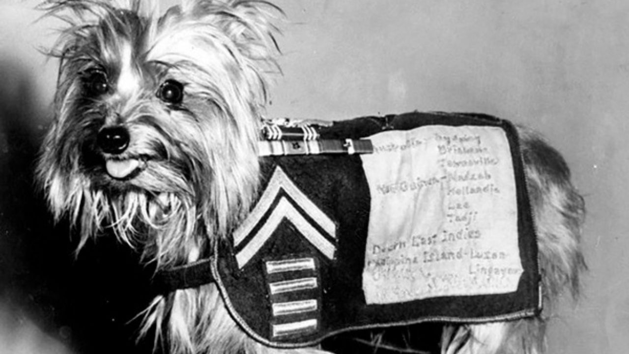 Smoky, a yorkshire que evitou a morte de 250 soldados na Segunda Guerra Mundial