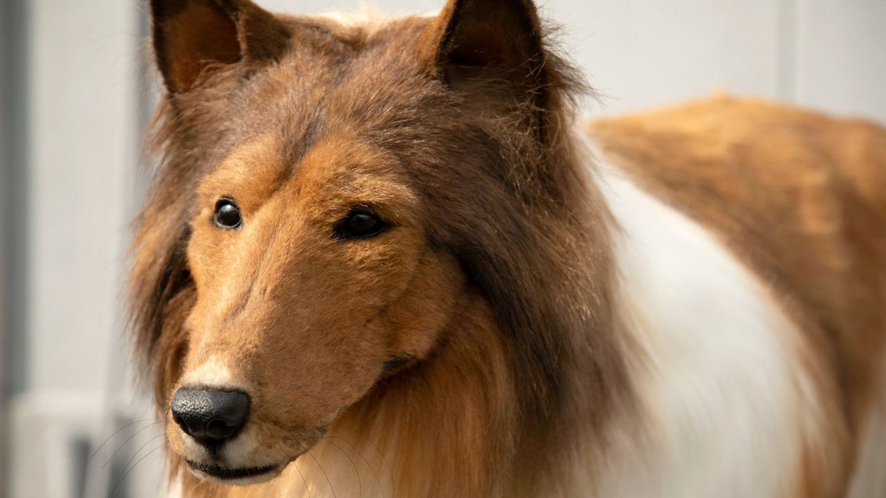 Collie Humano revela sonho de se ‘transformar’ em outros animais