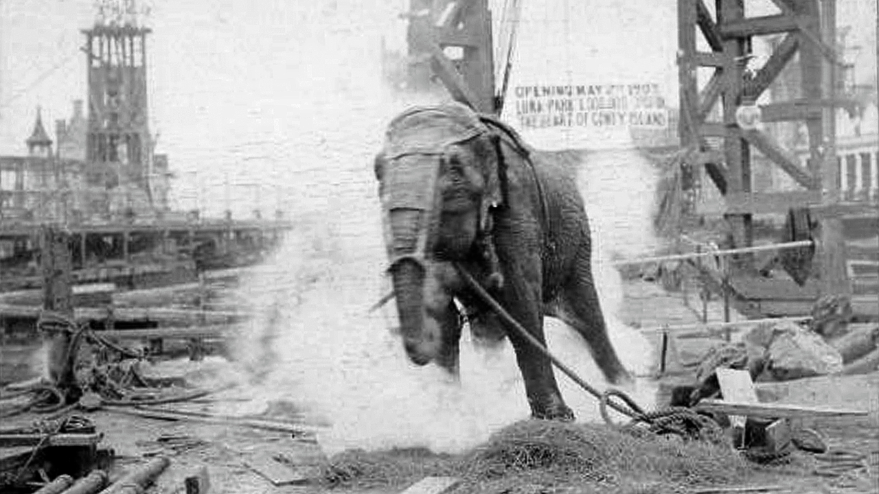 Neste dia, há 119 anos, a elefanta Topsy era eletrocutada em praça púbica