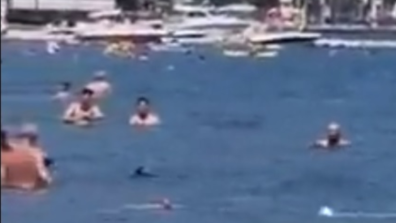 Tubarão é atingido por esfregão em praia da Turquia