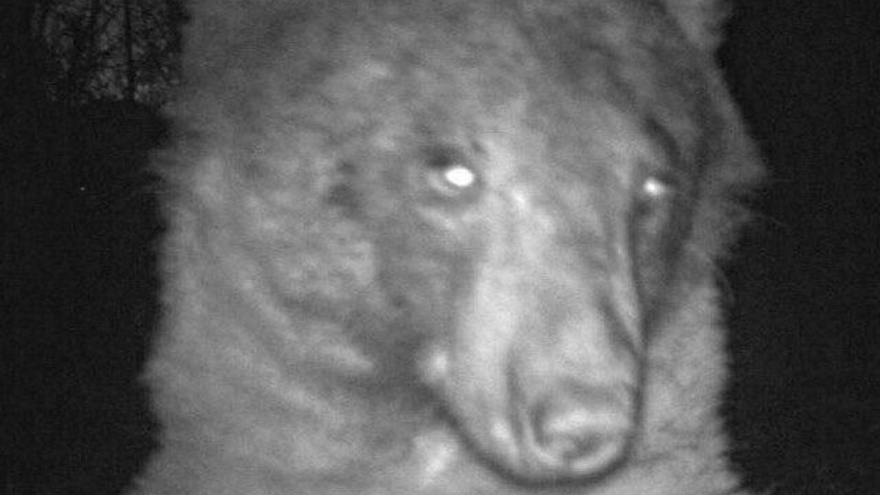 Urso usa câmera de vida selvagem para tirar selfies nos EUA