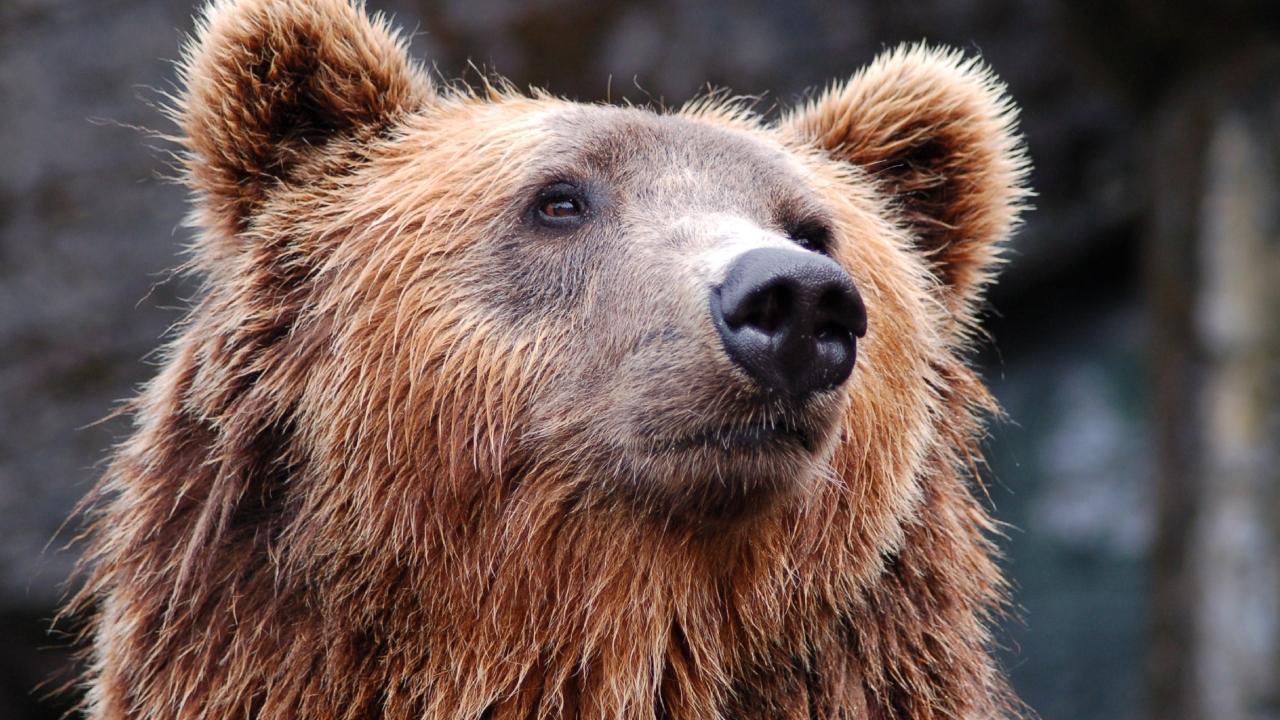 Ursa parda de 3,5 mil anos, encontrada na Sibéria, é dissecada por cientistas