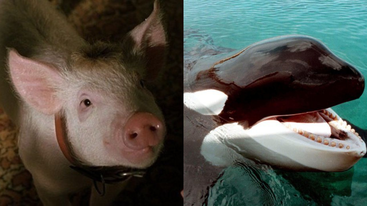 Do porquinho Babe a Willy: Veja o que aconteceu com animais famosos do cinema