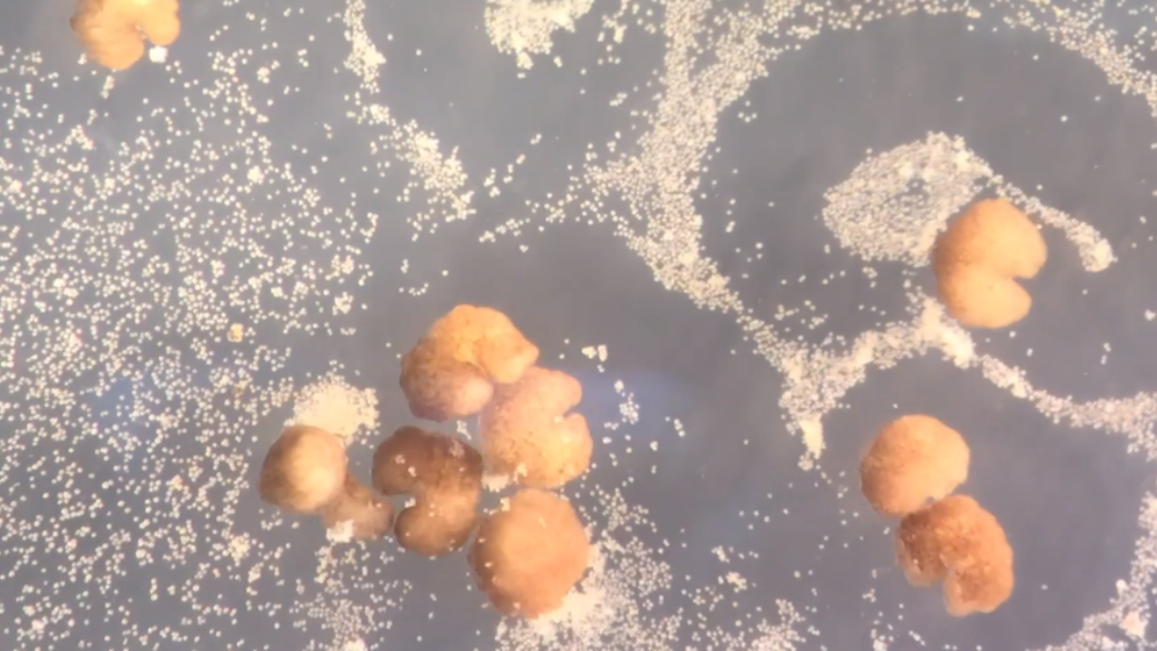 Robôs microscópicos encontram forma nova de se reproduzir
