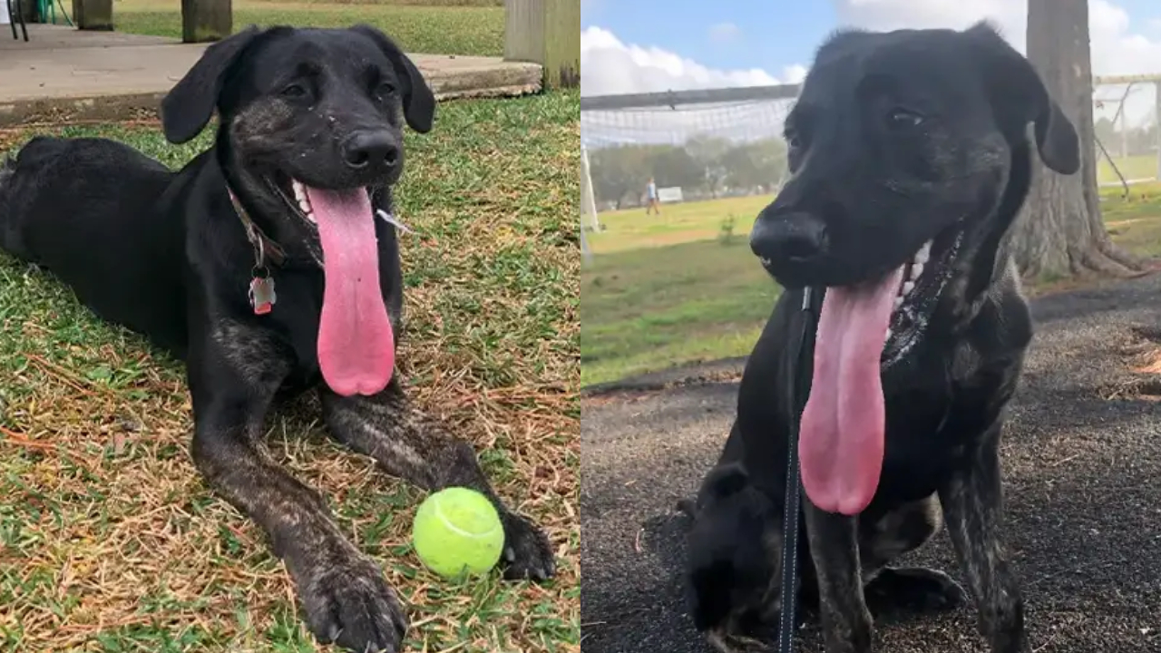 Com quase 13 centímetros, cachorro possui a maior língua do mundo