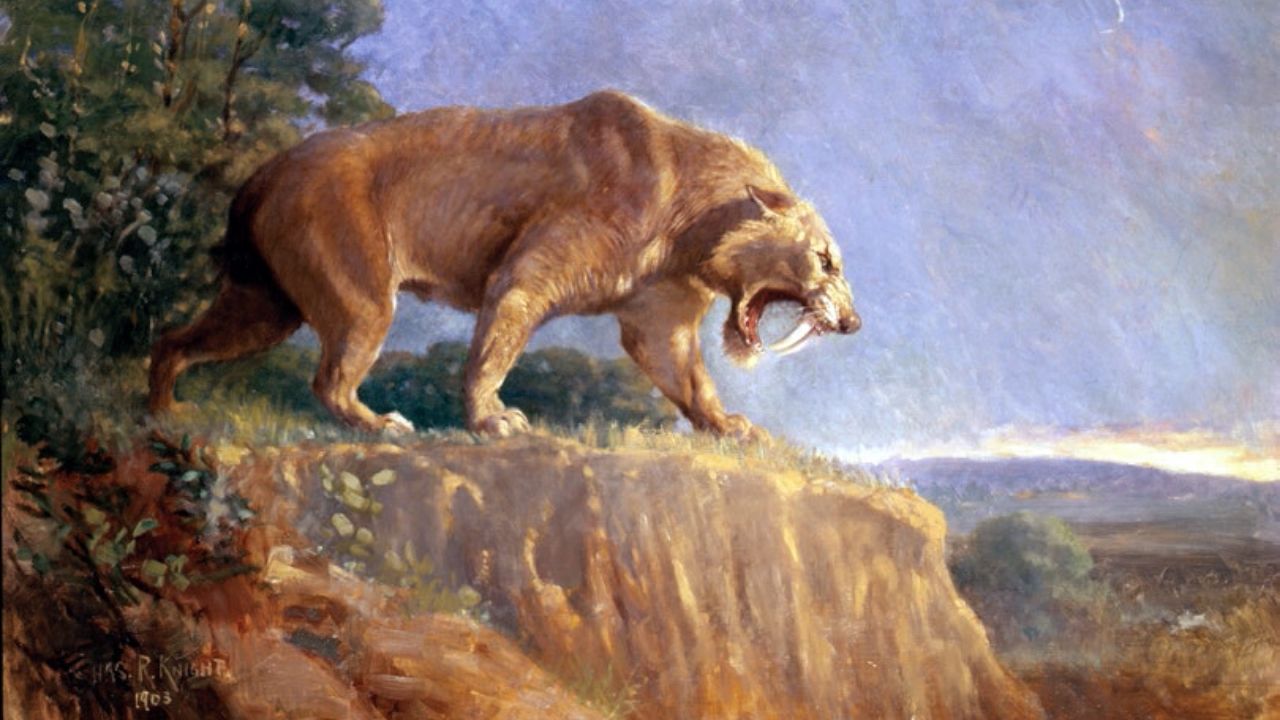 Crânio encontrado sugere que tigres dente-de-sabre eram bem maiores do que se acreditava