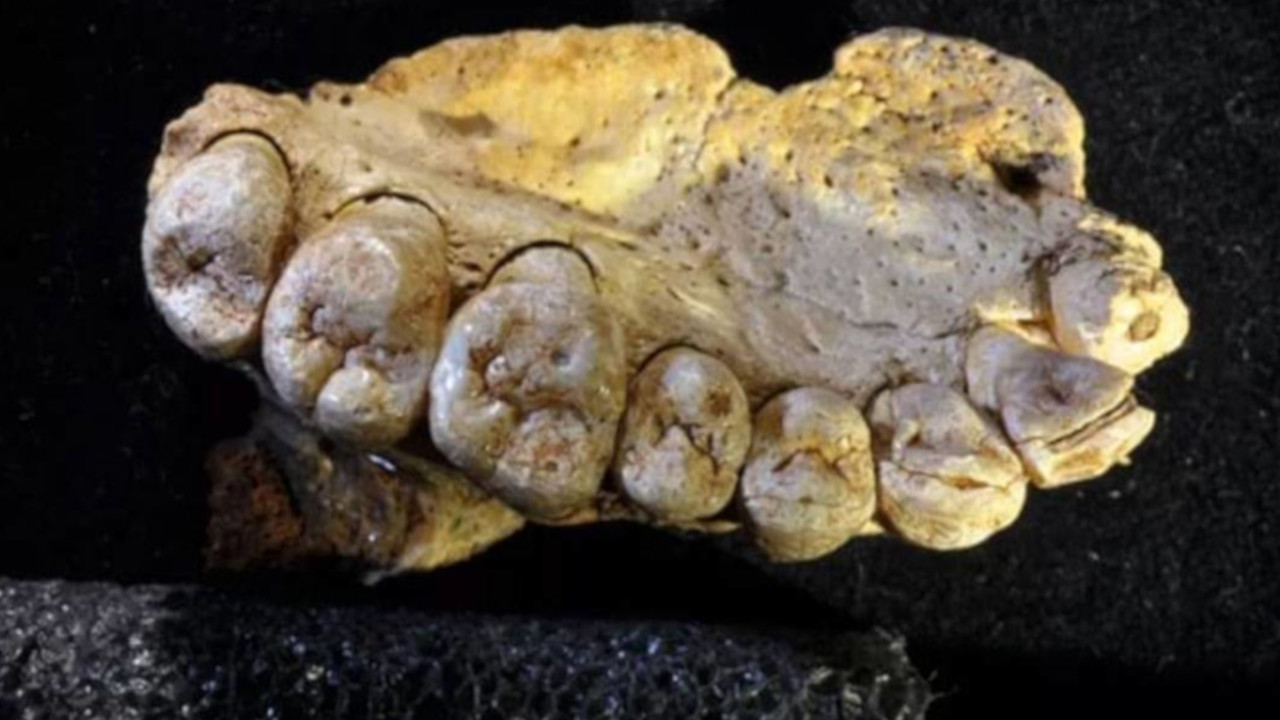 Pesquisadores encontram vestígios de laticínios em fósseis de 6.000 anos