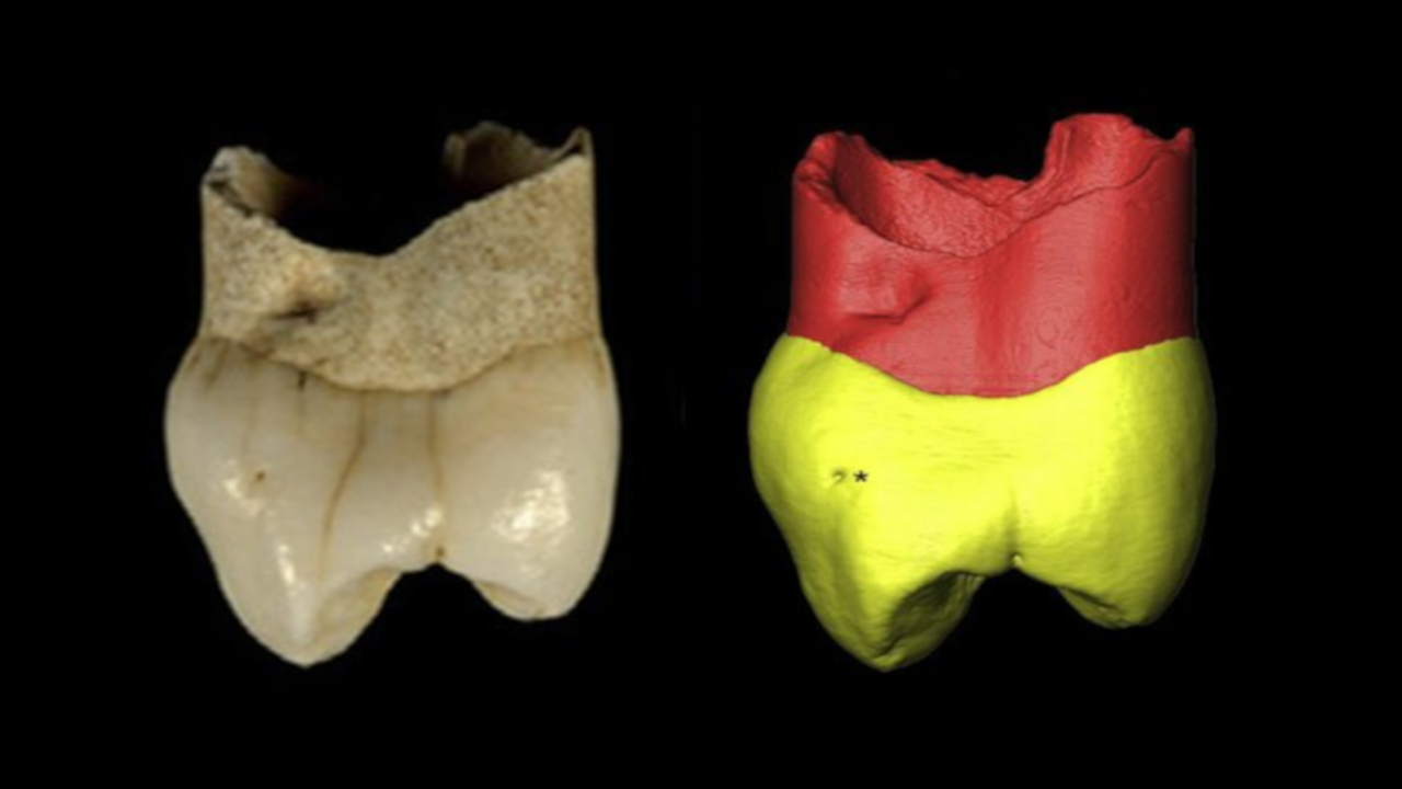 Novo estuda indica que dente encontrado em caverna do Irã pertenceu à criança Neandertal