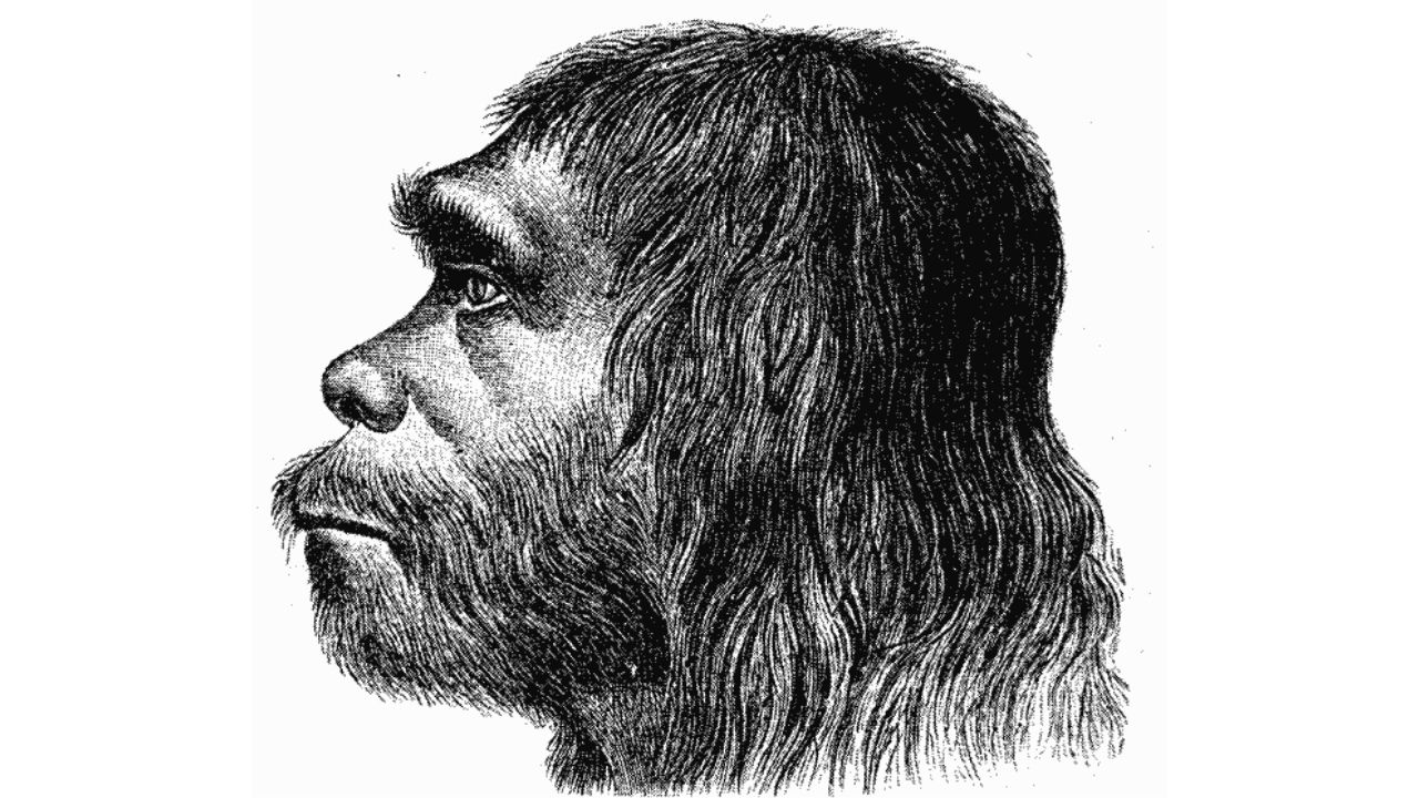 DNA Neandertal que o ser humano carrega não tem grande influência atualmente, afirma pesquisa