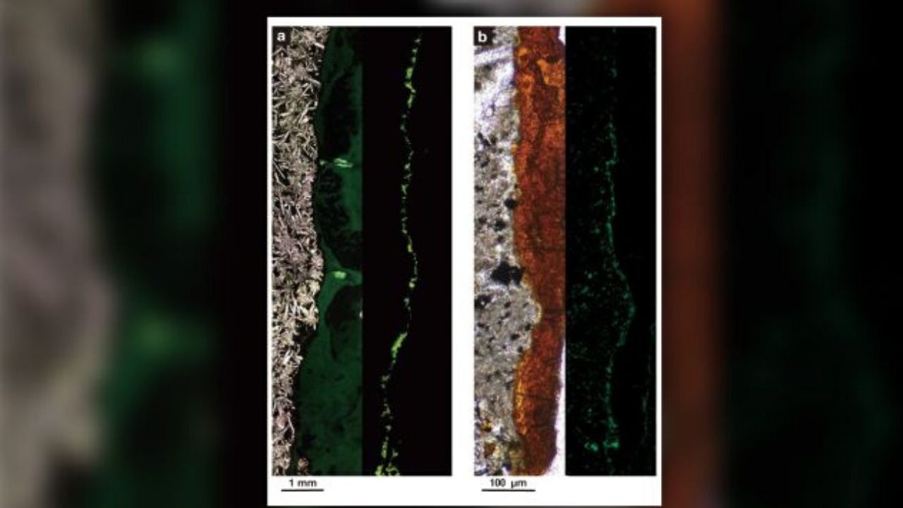 Cientistas descobrem colônias com mais de 10 bilhões de bactérias ao sul do Oceano Pacífico