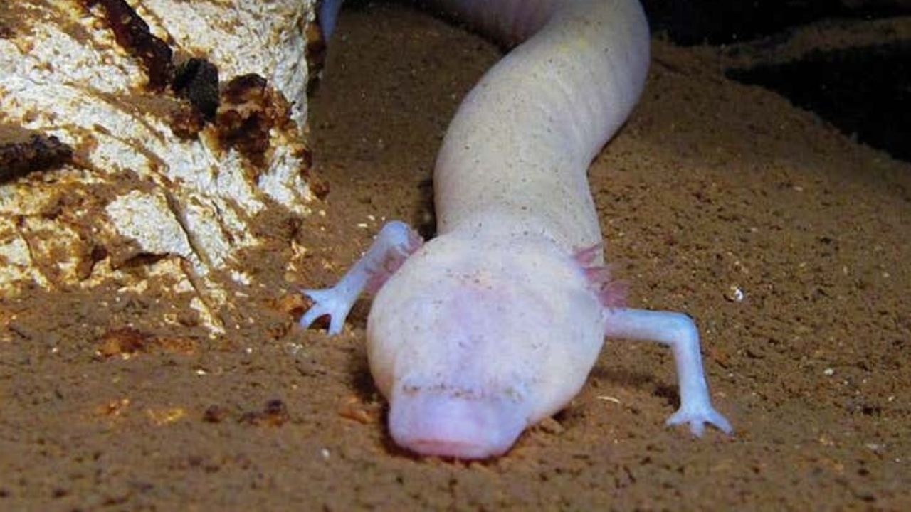 Depois de sete anos dormindo, salamandra finalmente acorda na Bósnia e Herzegovina