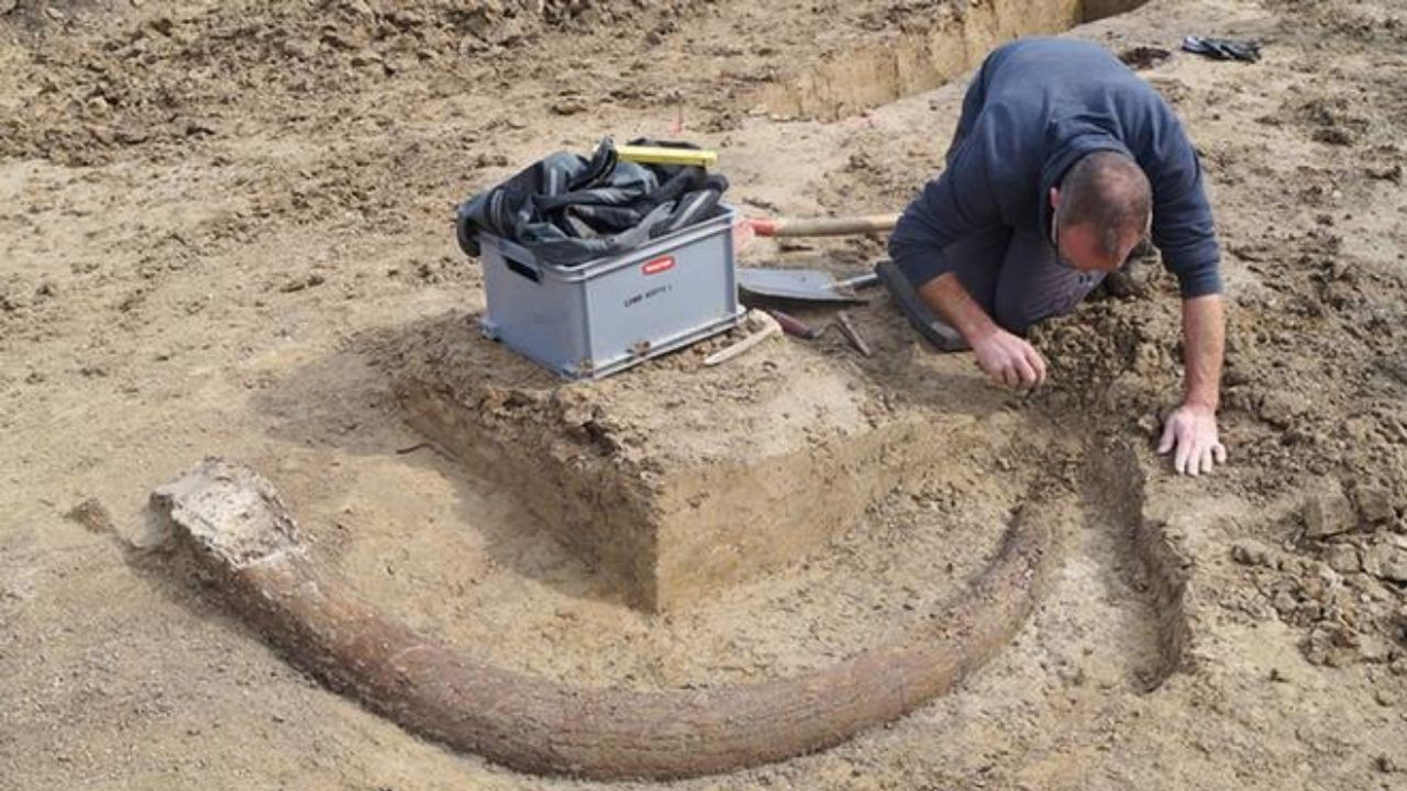 Presa de mamute de 2,5 metros de comprimento é encontrada na Alemanha