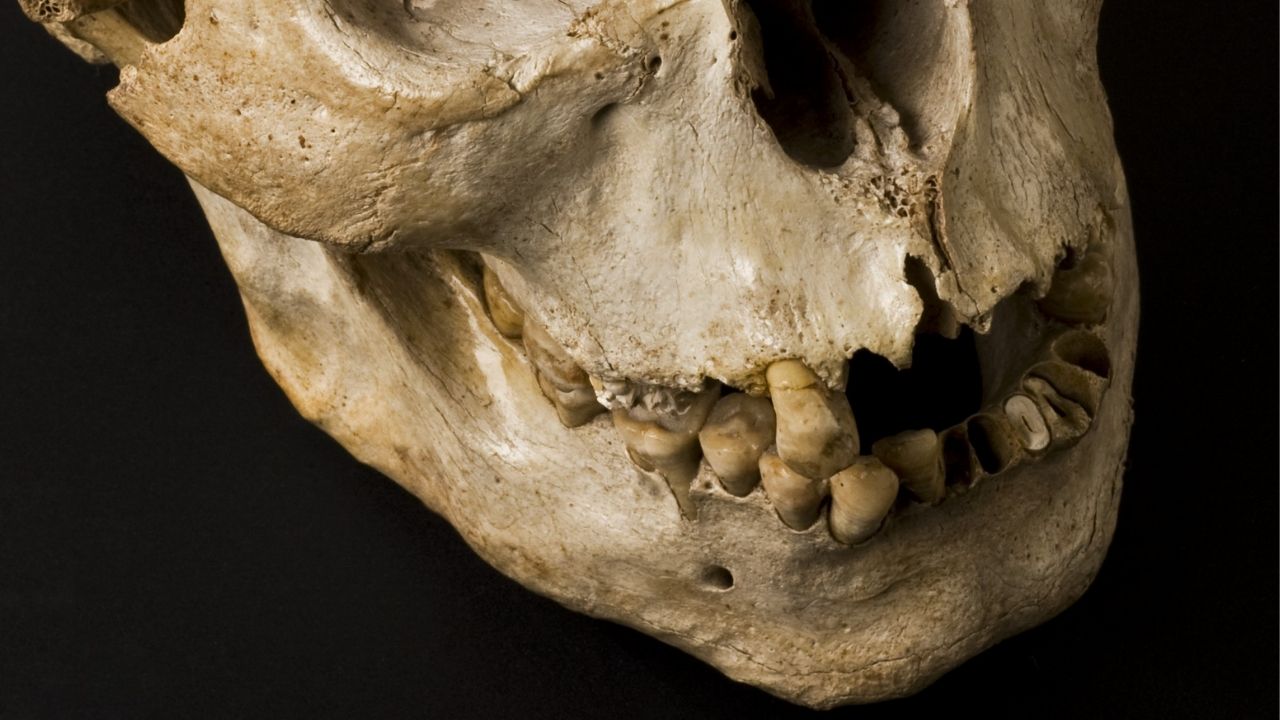 Análise de dentes indica desigualdade de gênero na Idade do Bronze