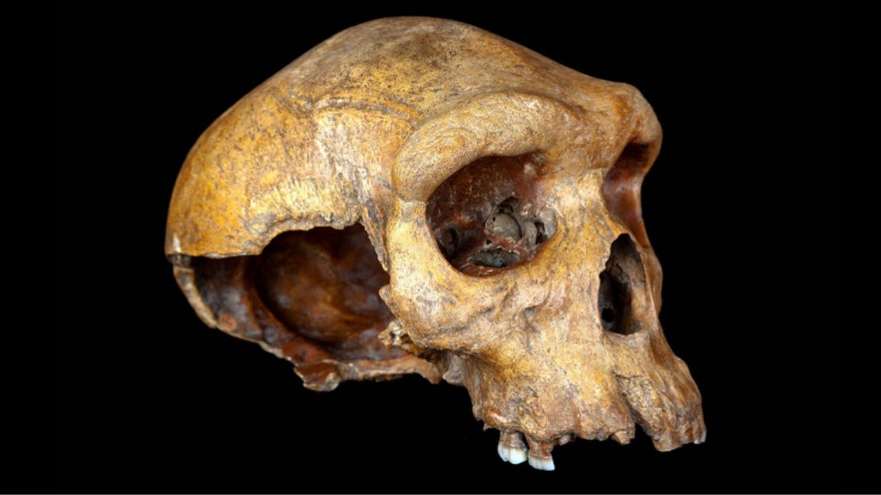 Crânio de 300 mil anos pode ser de hominídeo que viveu ao mesmo tempo que Homo sapiens