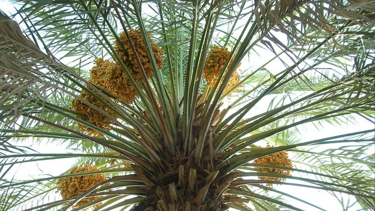 Em Israel, cientistas plantam sementes de 2.000 anos