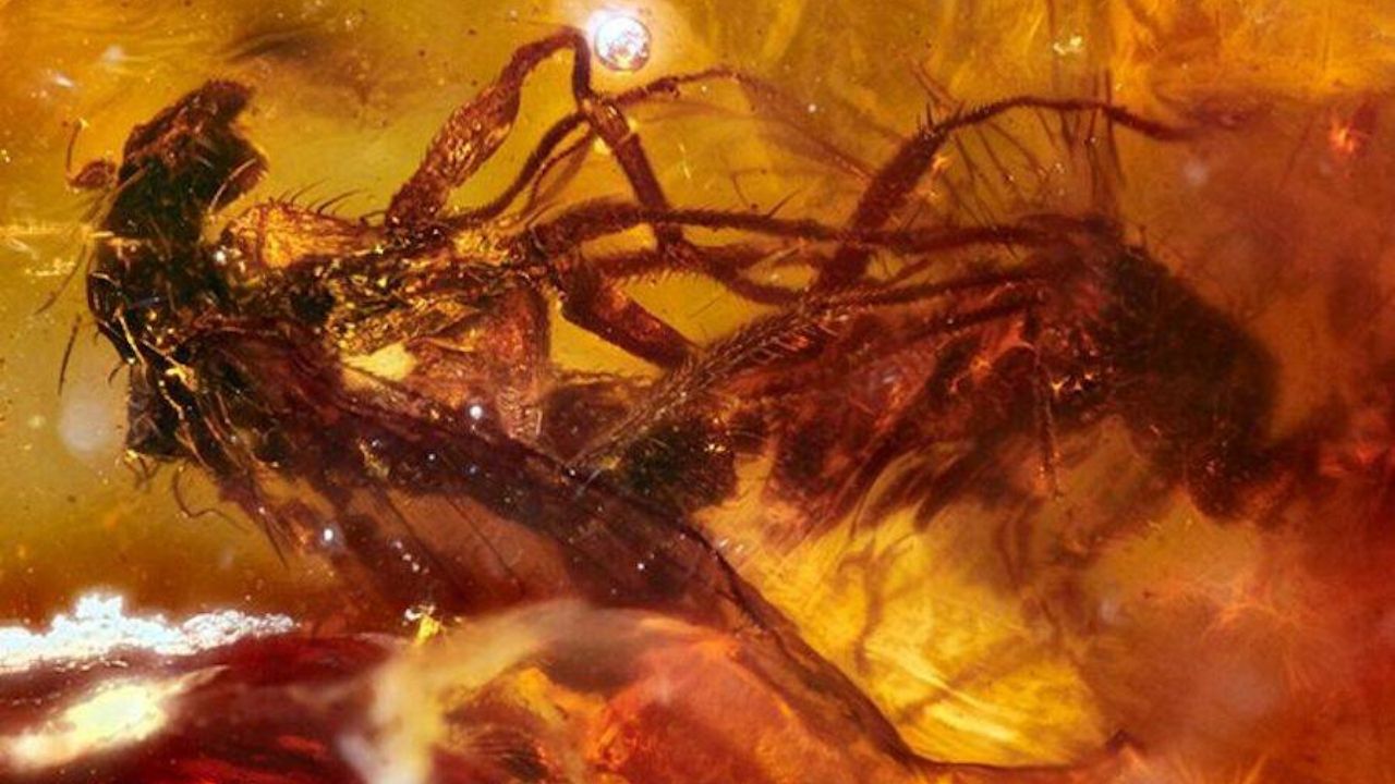 Fóssil de 41 milhões de anos revela moscas acasalando