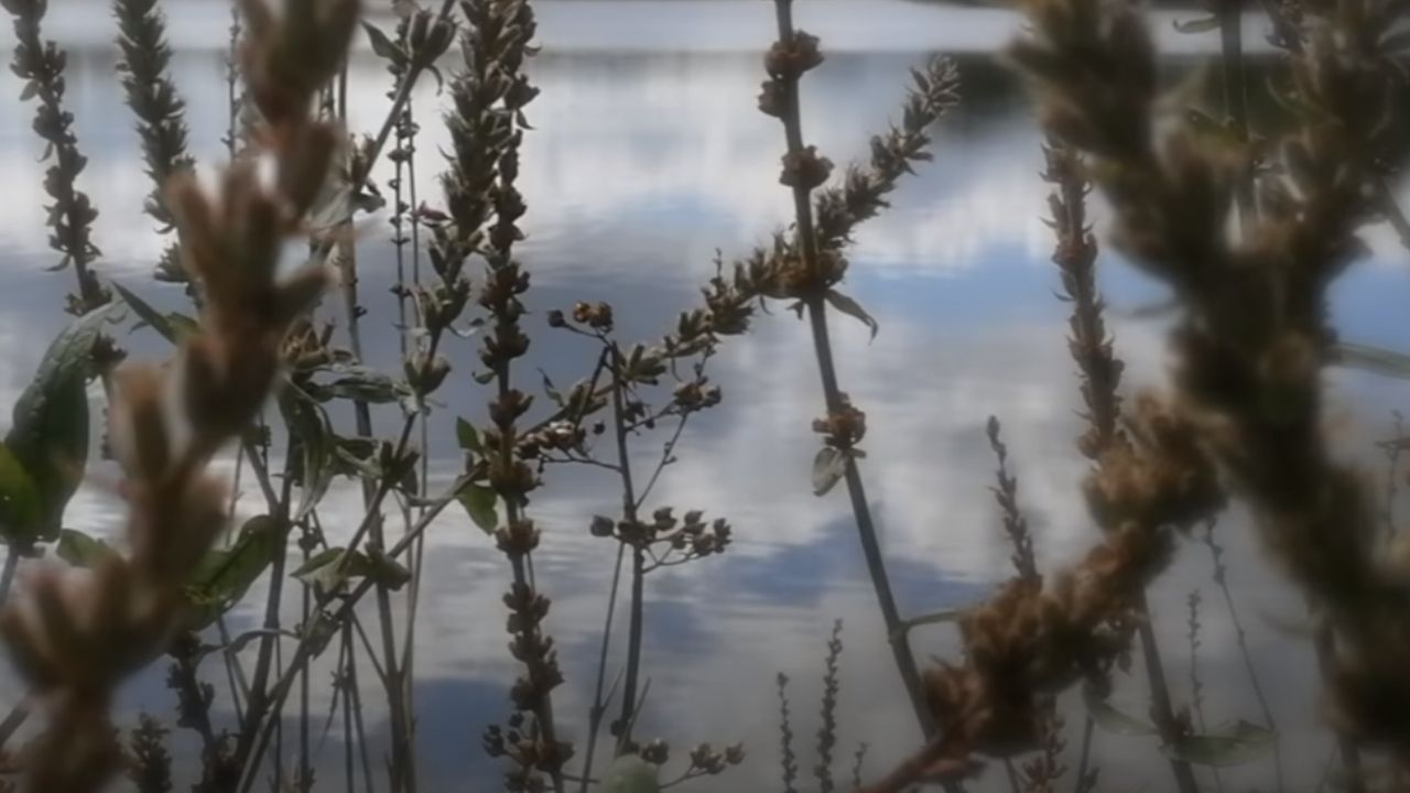 A dama do lago: um crime brutal que permaneceu em segredo por 20 anos