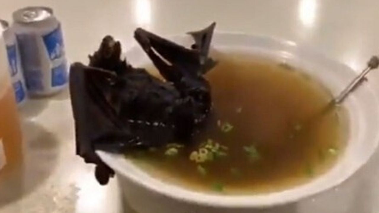 A fake news por trás da sopa de morcego que teria originado o coronavírus