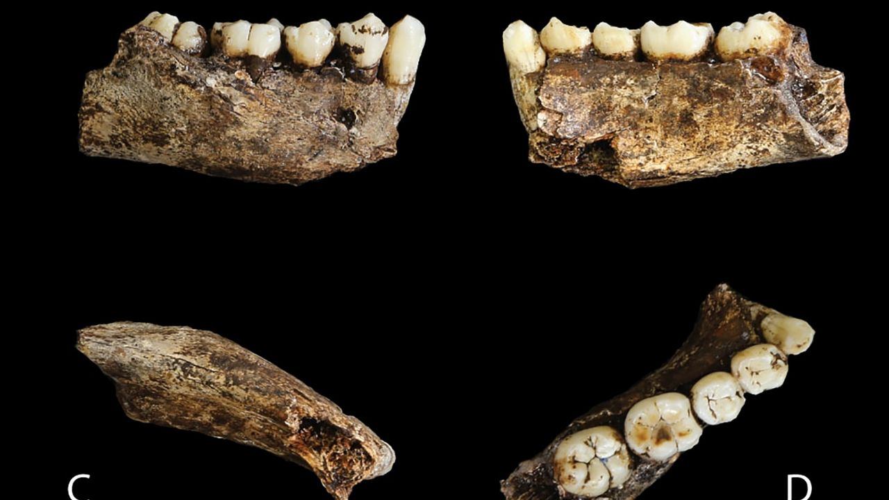 Raro esqueleto de criança hominídea revela detalhes sobre desenvolvimento da espécie