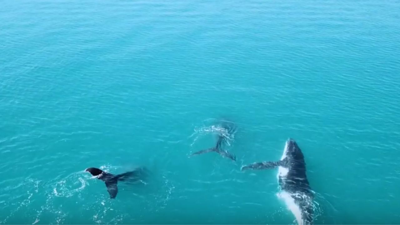 Com oceanos aquecendo rapidamente, animais e plantas marinhas estão se deslocando para os polos, alerta estudo