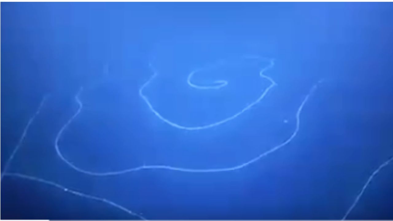 Exploradores acreditam ter descoberto o animal mais comprido do mundo