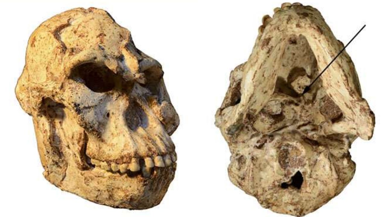 Crânio do australopiteco Little Foot expõe a cientistas a vida do ancestral de 3 milhões de anos