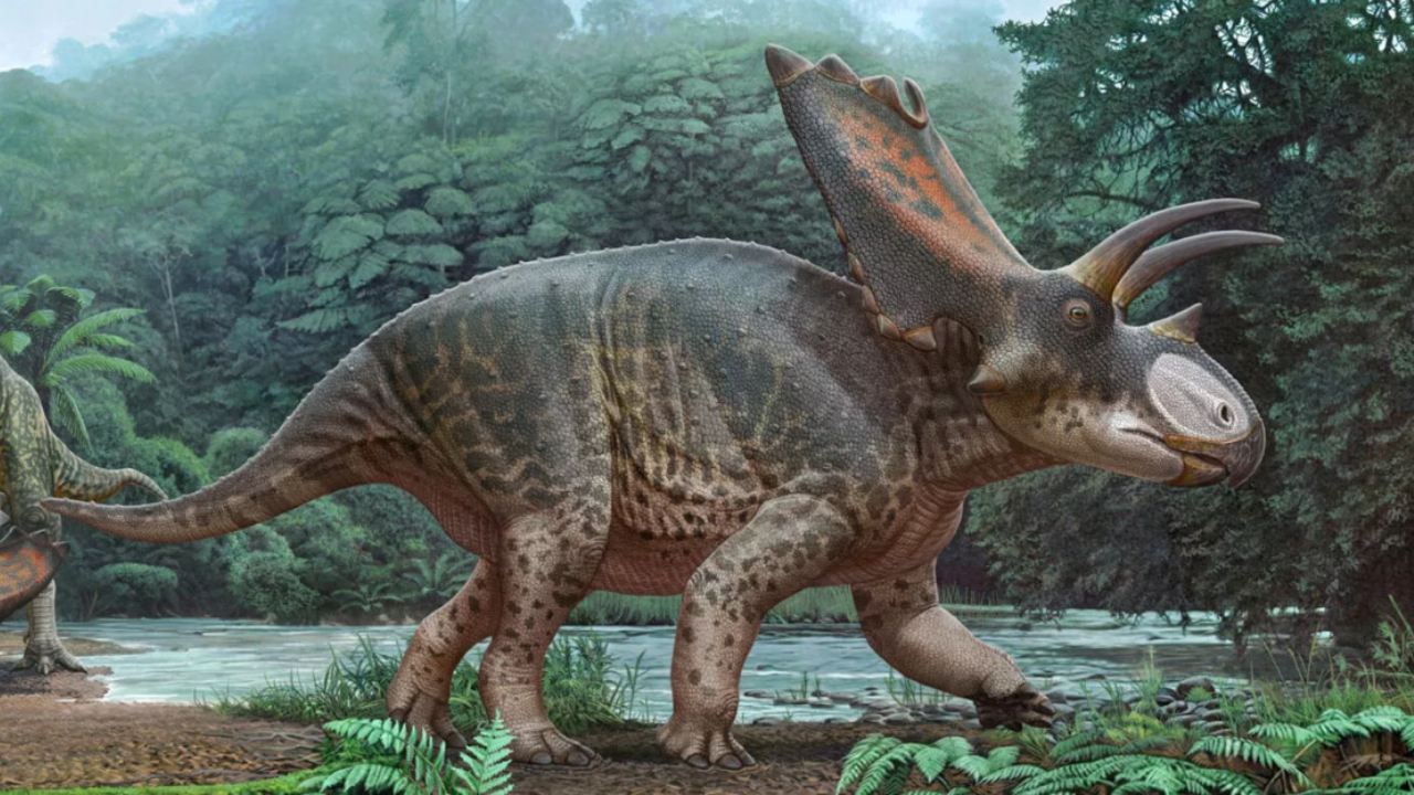 Novo dinossauro com chifres, anterior ao triceratops, é descoberto nos EUA