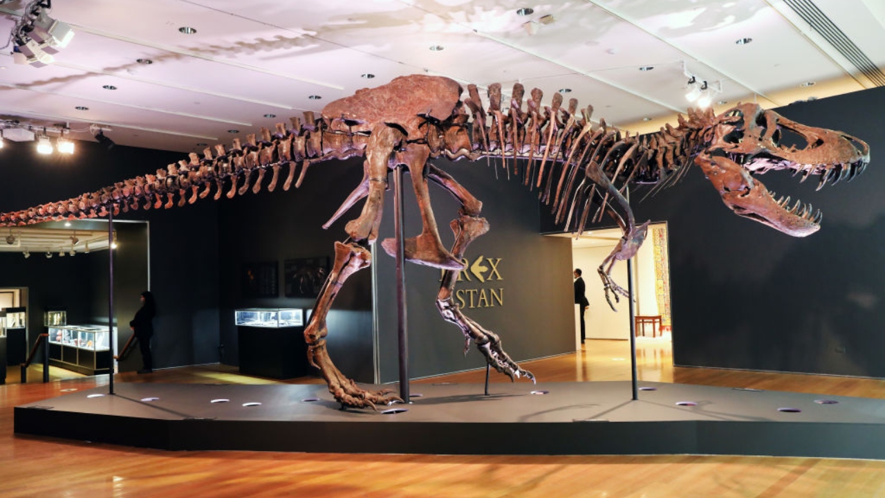 Estudo estima que 2,5 bilhões de Tiranossauros rex tenham habitado a Terra