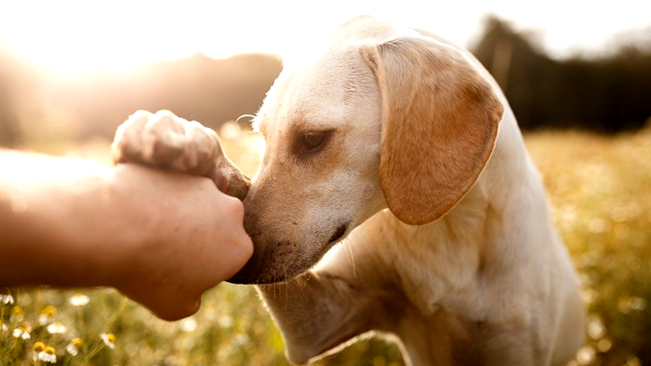 Seu cachorro consegue te entender? Veja o que estudiosos dizem