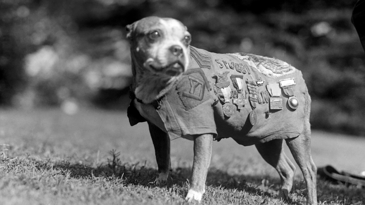 Na iminência da Segunda Guerra, o Reino Unido sacrificou mais de 750 mil animais