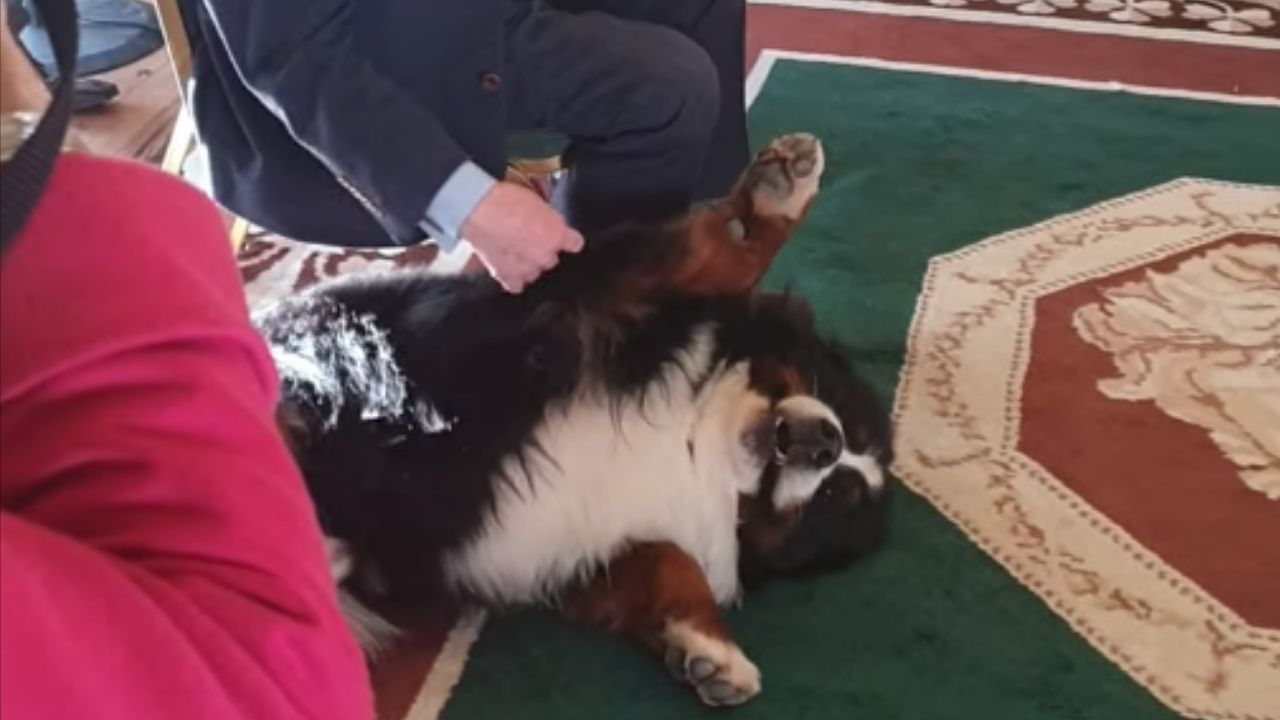 Cachorro de presidente da Irlanda invade evento público e rouba as atenções