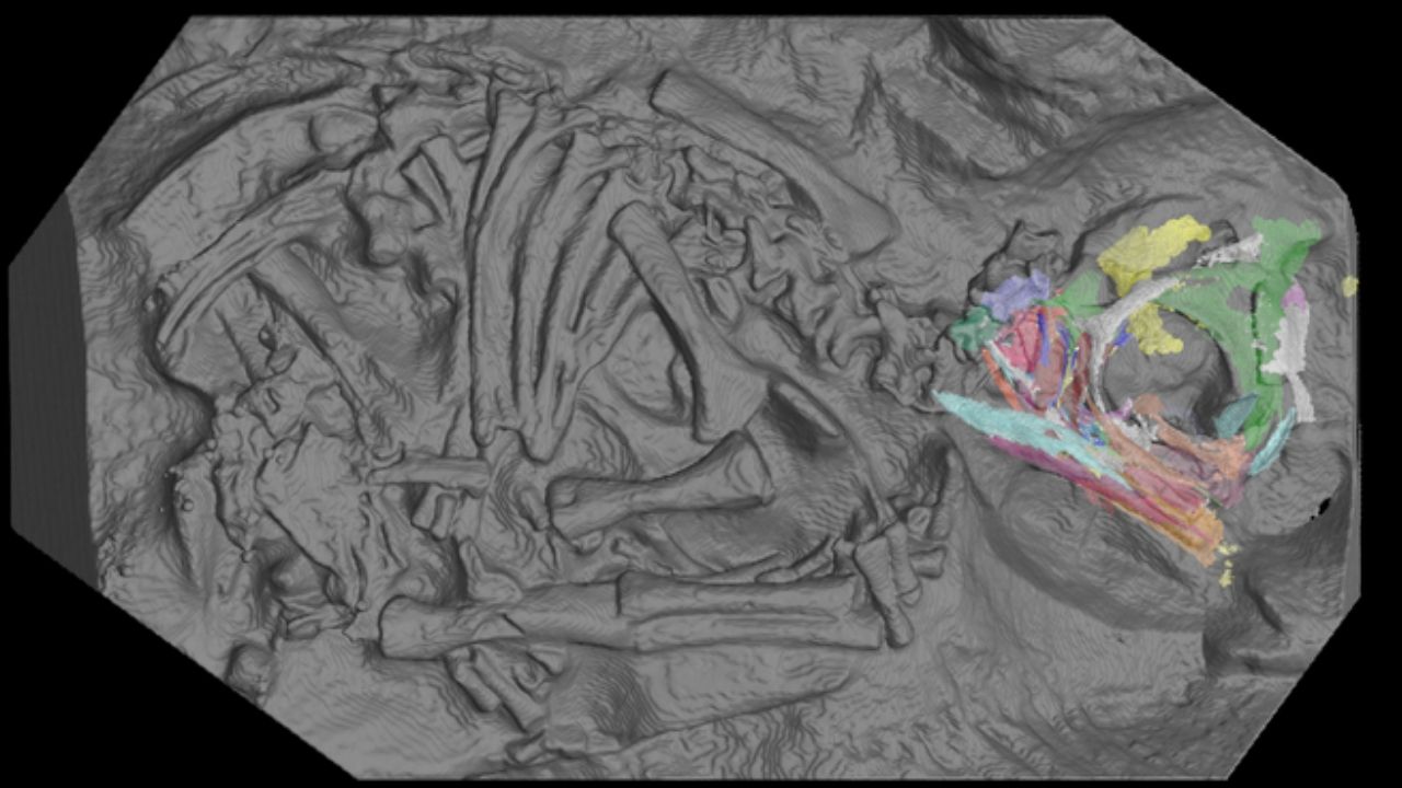 Pesquisadores descobrem impressionantes embriões em ovos de dinossauro de 200 milhões de anos
