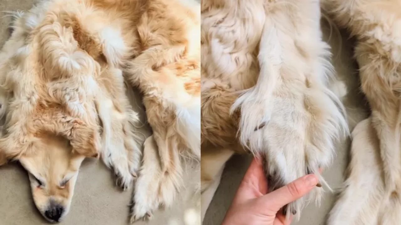 Cachorro morto é transformado em tapete por família