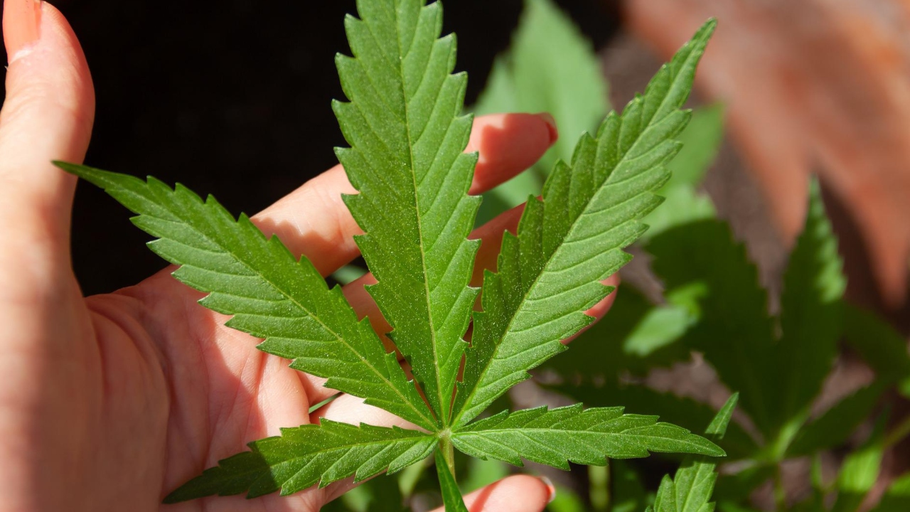 Famílias recebem autorização do STJ para plantar cannabis com fins medicinais