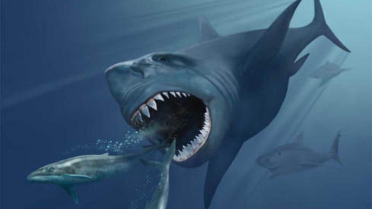 Megalodon: Conheça o maior tubarão que já nadou nos oceanos