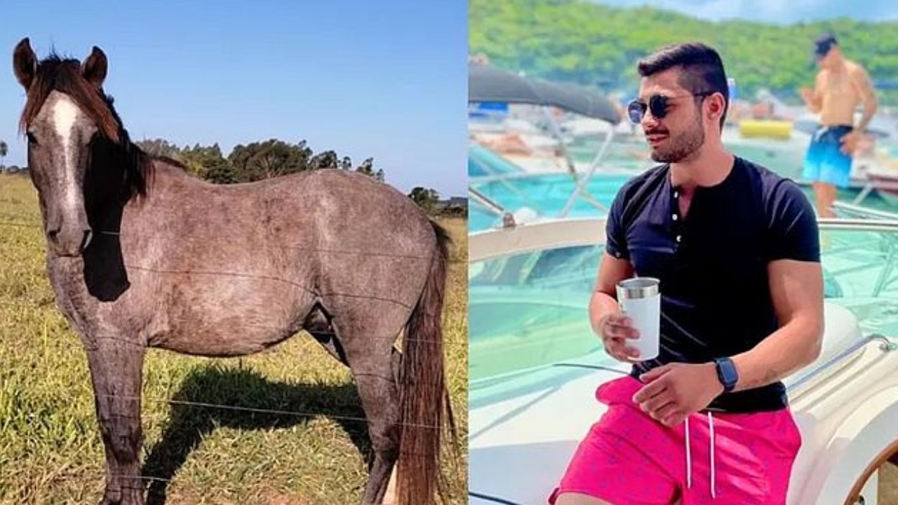 Bêbado, jovem compra cavalo em leilão e só se lembra no dia seguinte