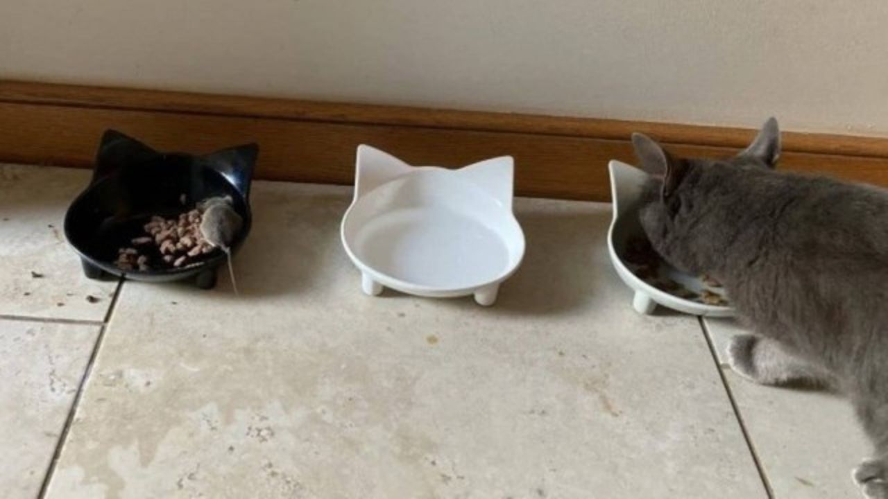 Gata viraliza após fazer amizade com rato em vez de caçá-lo