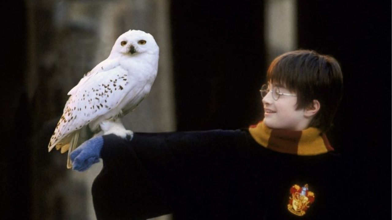 Daniel Radcliffe, de Harry Potter, afirma ter vergonha de sua atuação nos primeiros filmes da saga