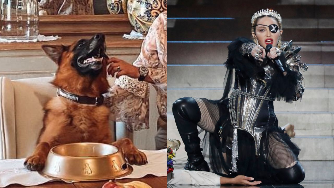 Cachorro mais rico do mundo dorme em quarto que já foi de Madonna