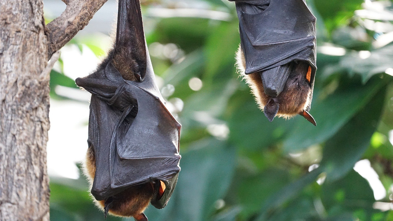 Guerra do Salitre: o conflito causado pela descoberta de fezes de animais