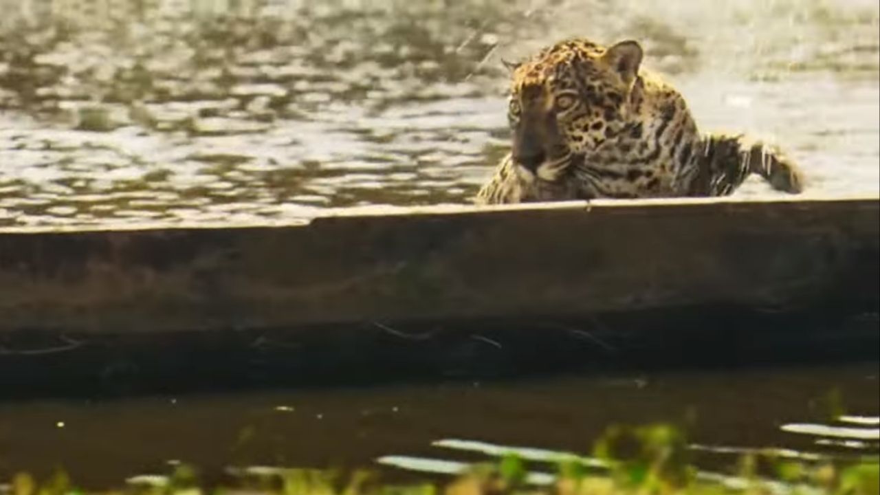 Atriz conta como gravou cenas em que se transforma em onça de ‘Pantanal’