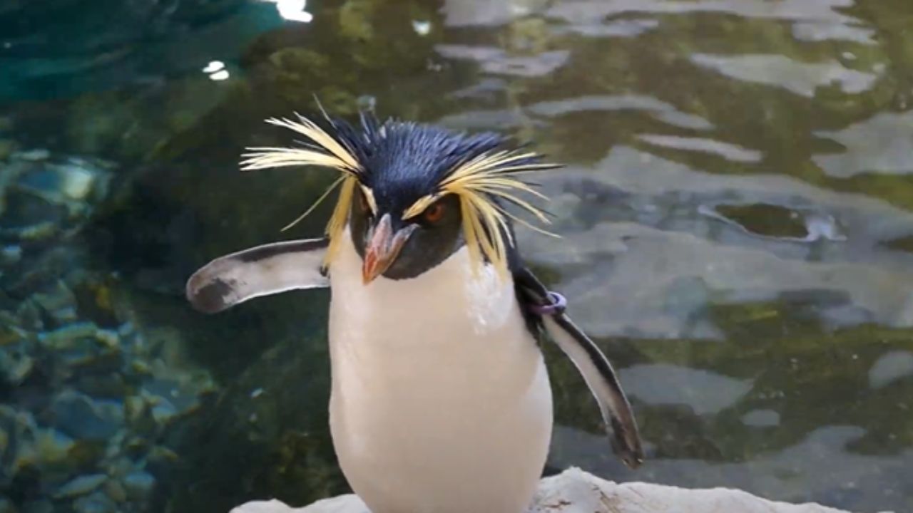O trágico fim de um dos pinguins mais velhos do Reino Unido