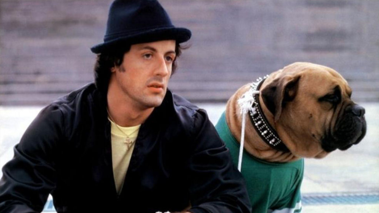Antes dos holofotes, Sylvester Stallone vendeu o cachorro para sobreviver