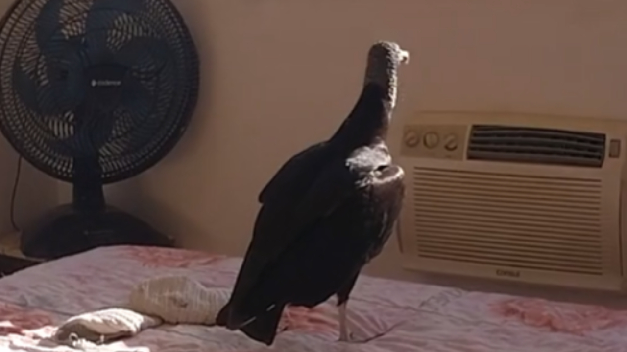 Urubu invade quarto de tiktoker e deixa “presente” na casa