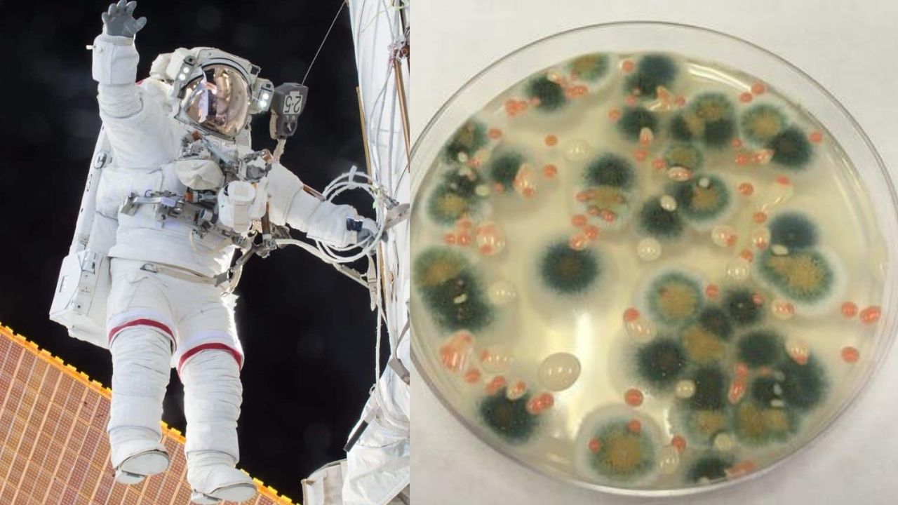 Fungo de Chernobyl pode proteger astronautas em viagens até Marte