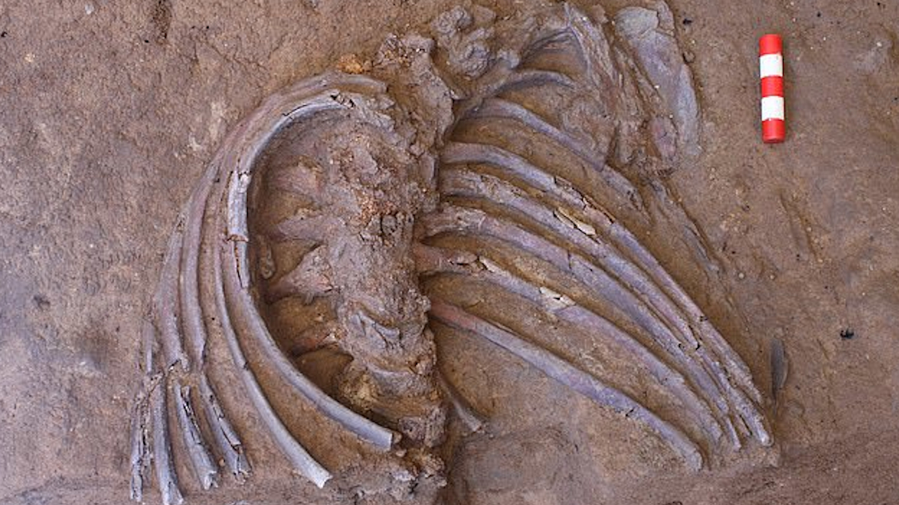 Raro esqueleto neandertal de 70 mil anos pode provar que espécie era muito mais sofisticada do que se imaginava