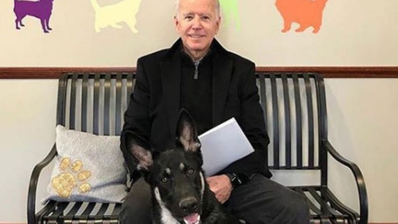 Cachorro de Biden morde funcionário pela segunda vez, na Casa Branca